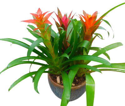 Bromeliad Combo Garden in Grower Pot